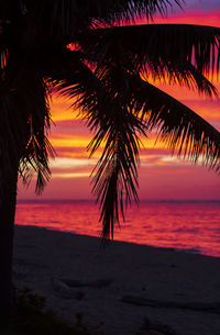 Silhouette palm trees at beach during sunset