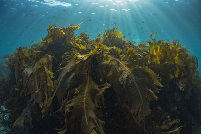 Light pours into a forest of seaweed.