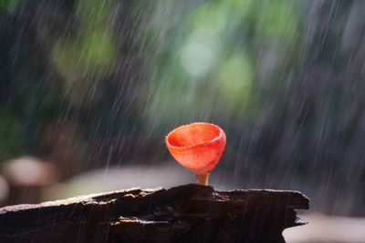 Close-up of wet red leaf on wood