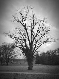 Bare tree on landscape against sky