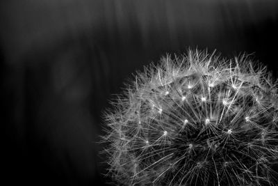 Close-up of dandelion against blurred background