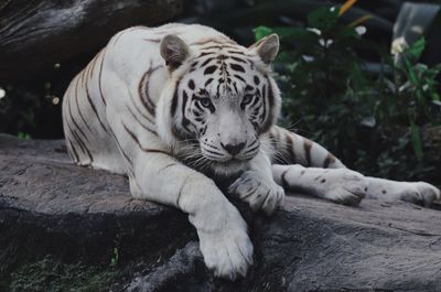 View of a tiger