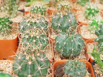 High angle view of succulent plants on field