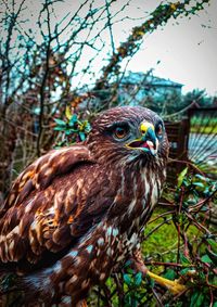 Eurasian sparrowhawk