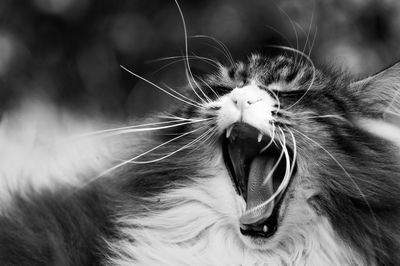 Close-up of cat yawning