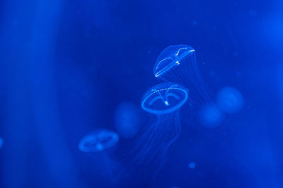 Close-up of jellyfish swimming in sea