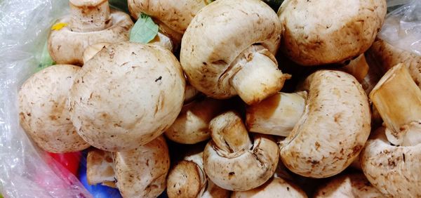 High angle view of mushrooms