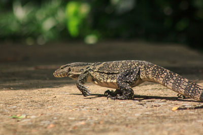 Water monitor walking on the lawn