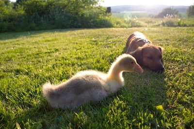 Dog and gosling relaxing on grassy field