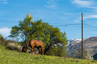 Horses in a field