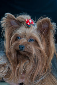 Close-up portrait of a dog