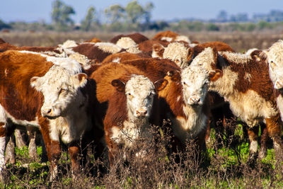 Herd of hereford cattle on the pasture in brazilian ranch.