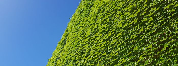 Low angle view of ivy against clear blue sky