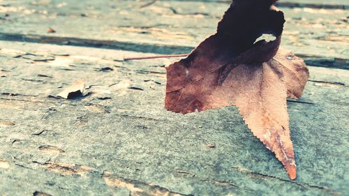 Close-up of autumn leaf on old boardwalk