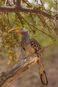 Southern yellow-billed hornbill, tockus leucomelas, on a branch, namibia