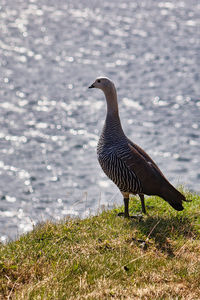 Male alakush. photo taken on a clear spring morning i ushuaia