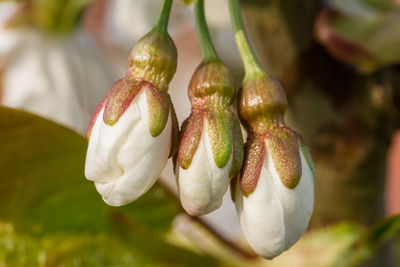 Close-up of white flower blooming on sunny day