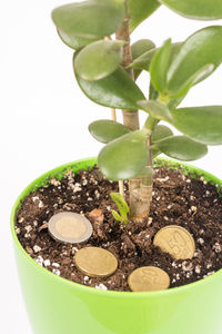 Close-up of potted plant