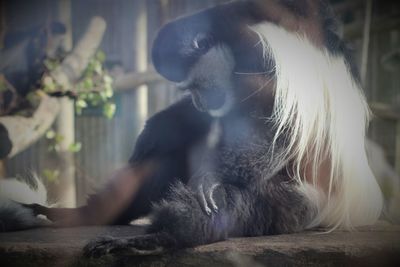 Close-up of a monkey