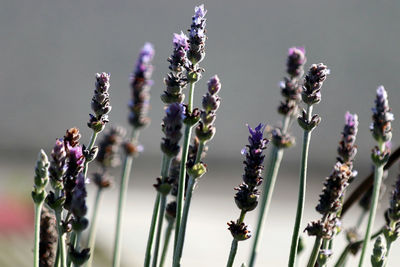 Close-up of purple flowering plants