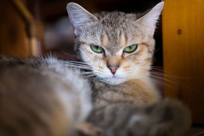 Close-up portrait of cat
