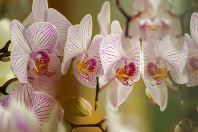 Close-up of white flowering plants