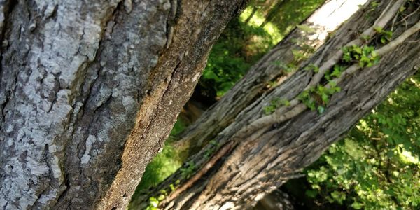 Full frame shot of tree trunk