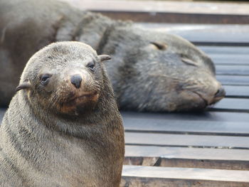 Close-up of an animal