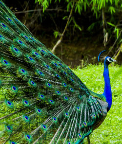 An indian male peacock dancing 