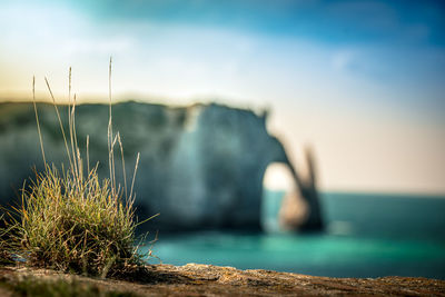 Close-up of rock by sea against sky