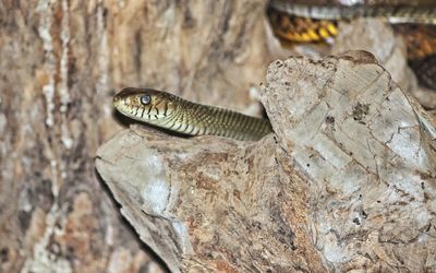 Close-up of lizard on rock