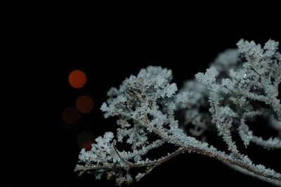 Close-up of illuminated christmas tree during winter