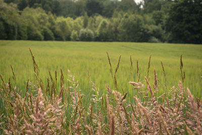 High angle view of stalks in field