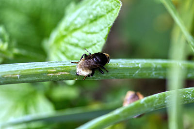 Close-up of insect on leaf