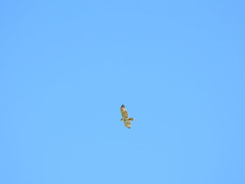 Low angle view of bird flying in sky