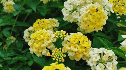 Close-up of yellow flowers blooming outdoors