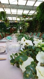 Potted plants in greenhouse