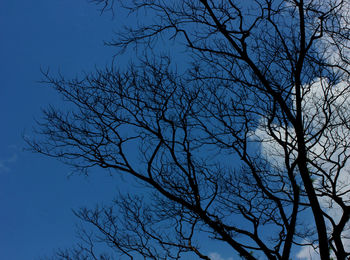 Low angle view of bare trees against blue sky