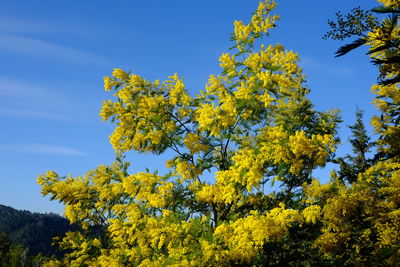 Low angle view of yellow flowering plants against sky