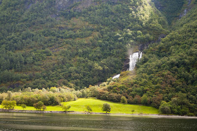 Scenic view of river amidst trees in forest