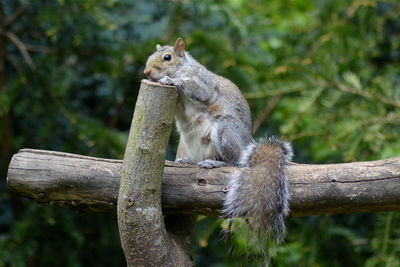 Squirrel sitting on wood