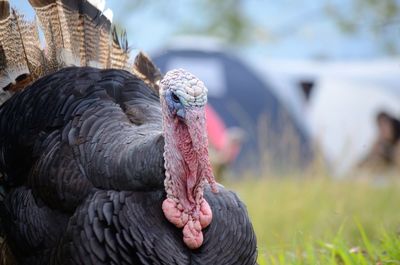 Close-up of bird