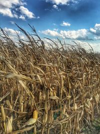 Close-up of stalks against the sky