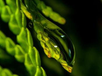 Close-up of wet green leaf