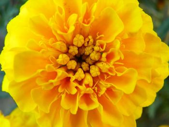 Close-up of yellow flower blooming outdoors