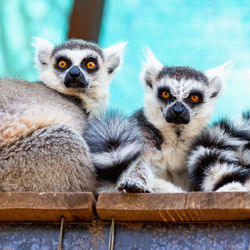 Portrait of lemurs sitting in cage