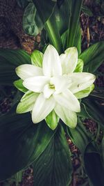 Close-up of white flowering plant