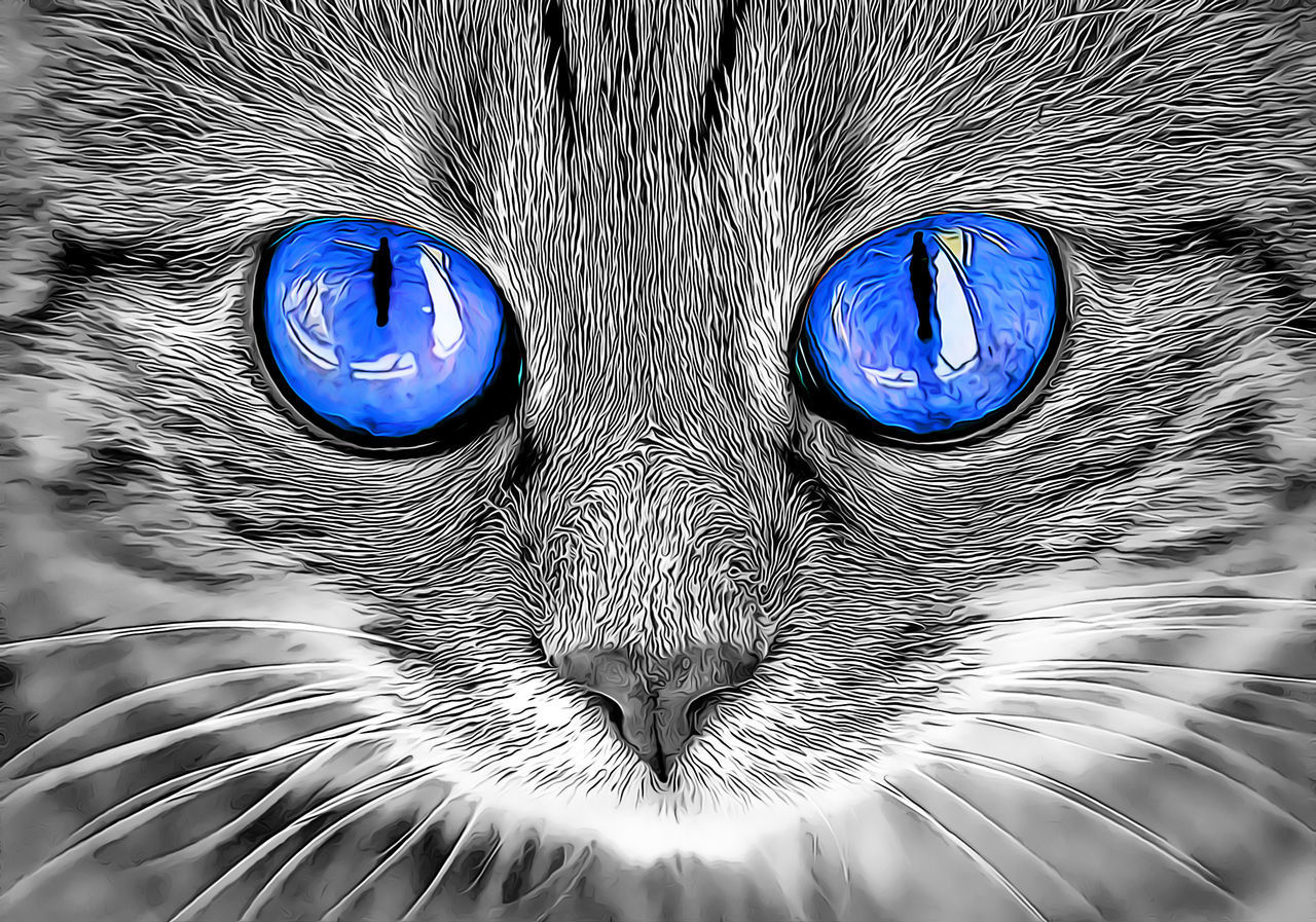 CLOSE-UP OF CAT WITH BLUE EYE