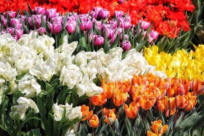 Close-up of flowers blooming outdoors