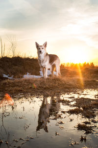 View of dog standing on field against sky during sunset